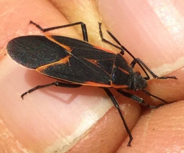 Boxelder Bug