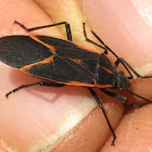 Boxelder Bug