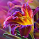 Fleurs Fond d'écran Animé icon