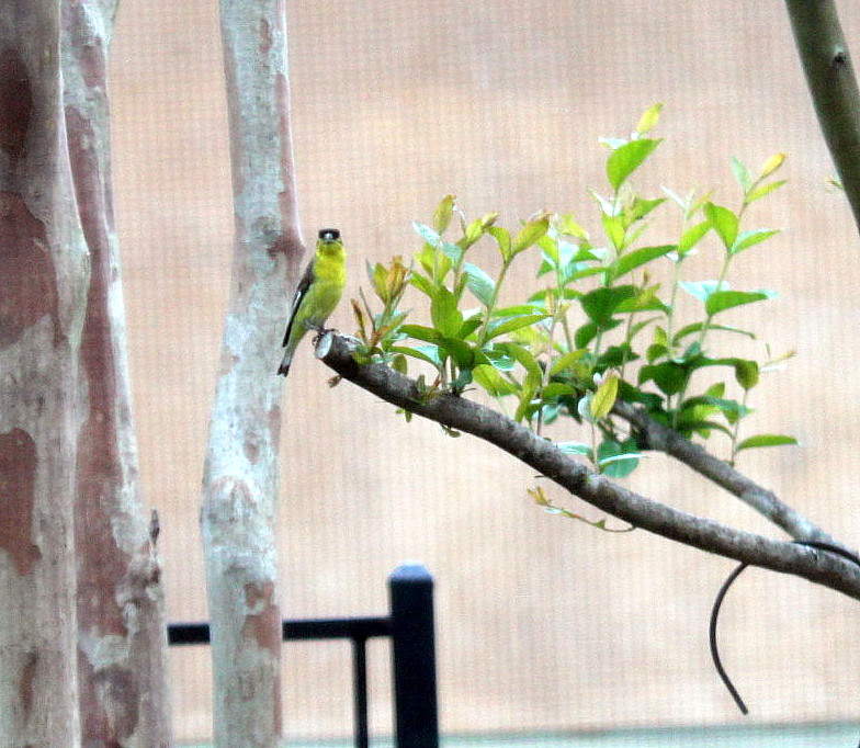 Lesser Goldfinch