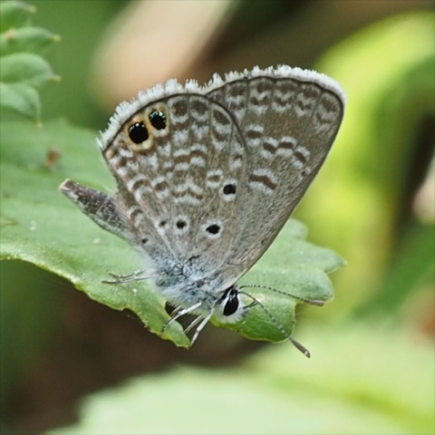 Ceraunus Blue