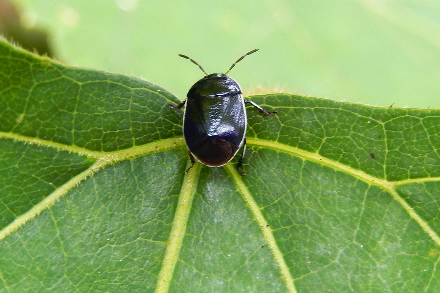 White-Margined Burrower Bug