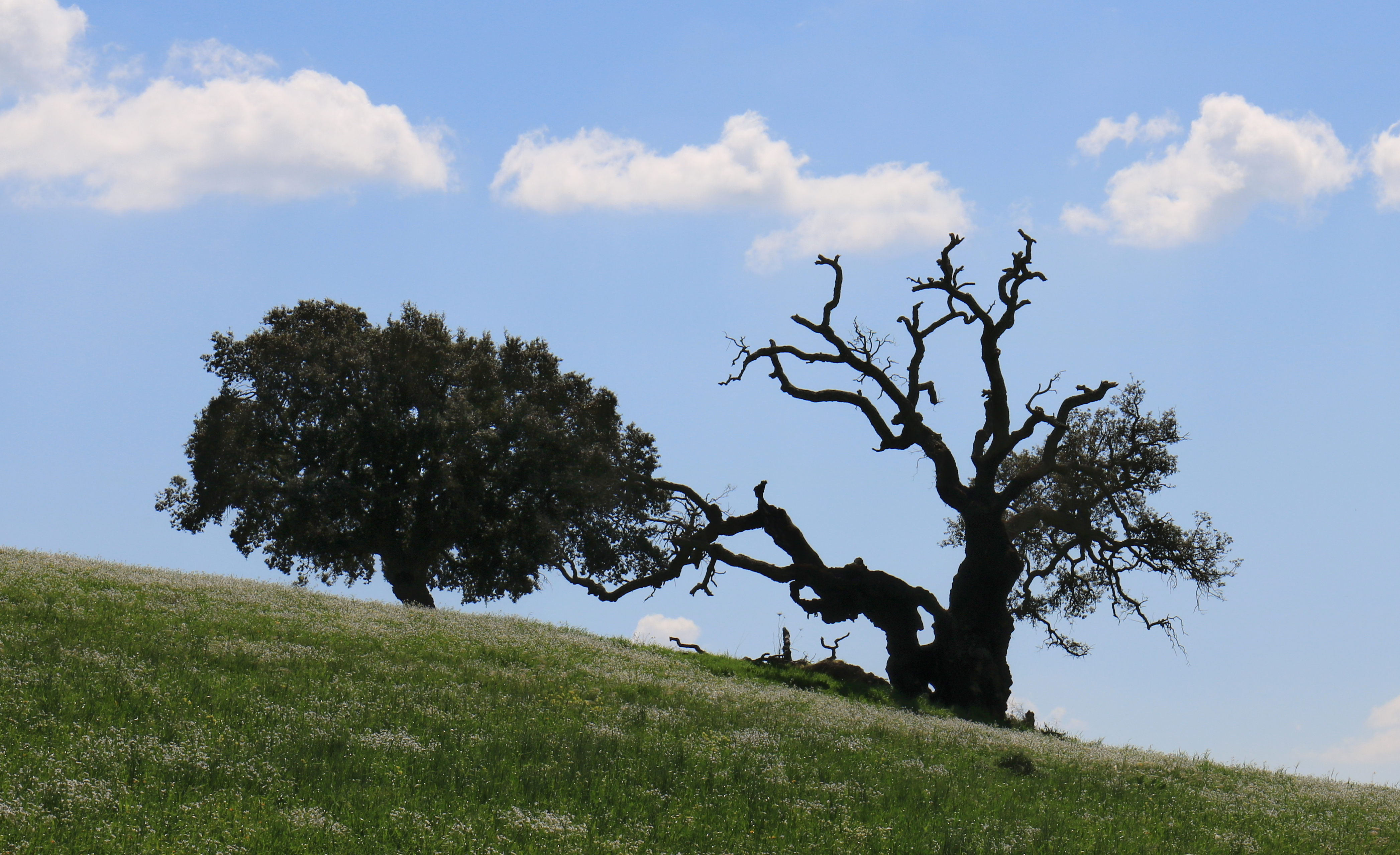 Alberi sulla collina di Fe140