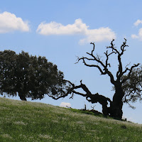 Alberi sulla collina di Fe140