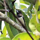 White-rumped Munia