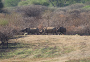 Three of the rhinos after waking in their new home at Babanango Game Reserve. 