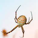 Banded Garden Spider