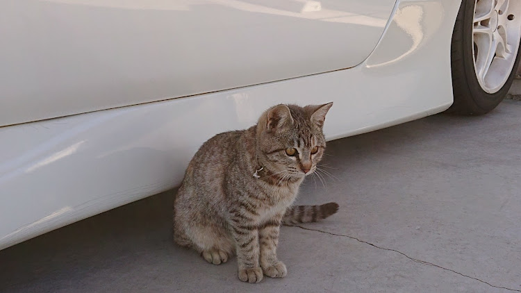 シルビアの猫のマリンとひなたぼっこに関するカスタム事例の投稿画像1枚目