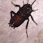 Oriental Cockroach