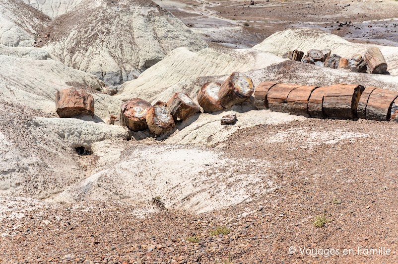 crystal forest, petrified forest