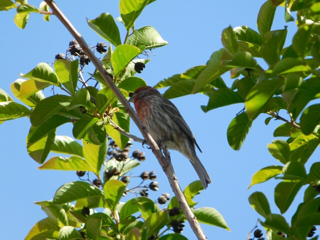 House Finch