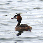 Great crested grebe. Somormujo