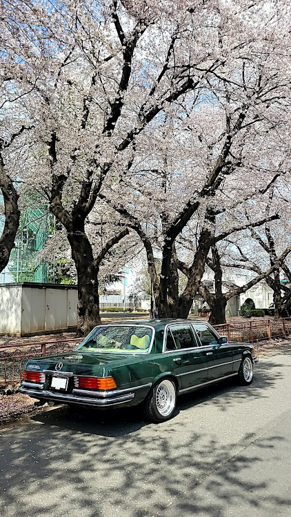 Sクラスセダンのメルセデスベンツ・w116・BBS RS・2023桜🌸とメルセデス・リバレルに関するカスタム事例の投稿画像3枚目