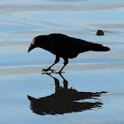 Northwestern Crow