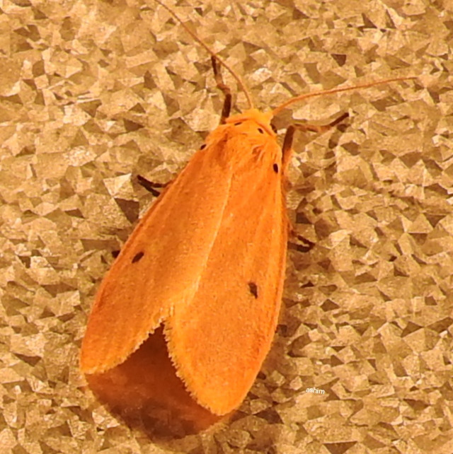 Yellow Lichen moth