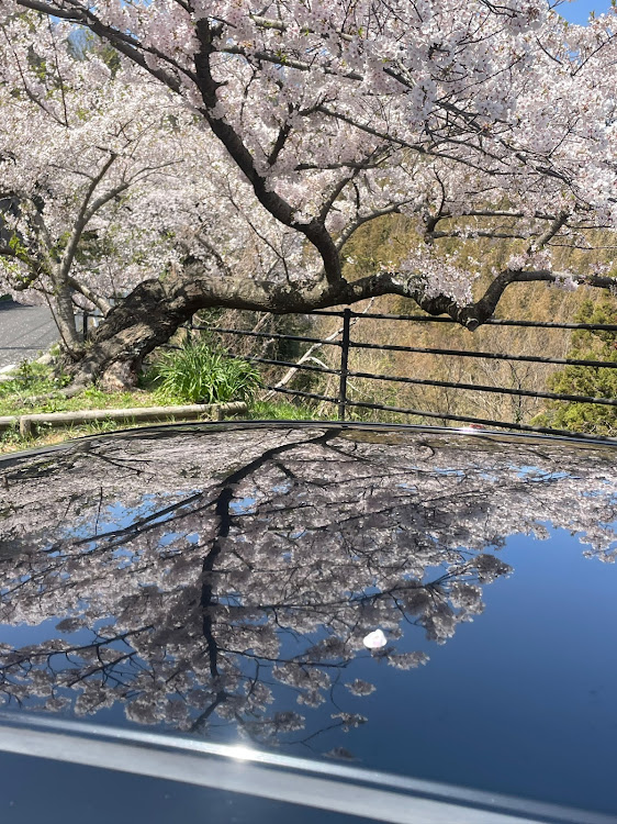 フィットの4月もよろしくお願い致します🌸・ホイール交換・桜🌸と愛車コラボ・桜吹雪🌸舞ってましたに関するカスタム事例の投稿画像6枚目