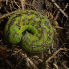 The Cobbler Moth Caterpillar