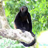 Mantled Howler Monkey