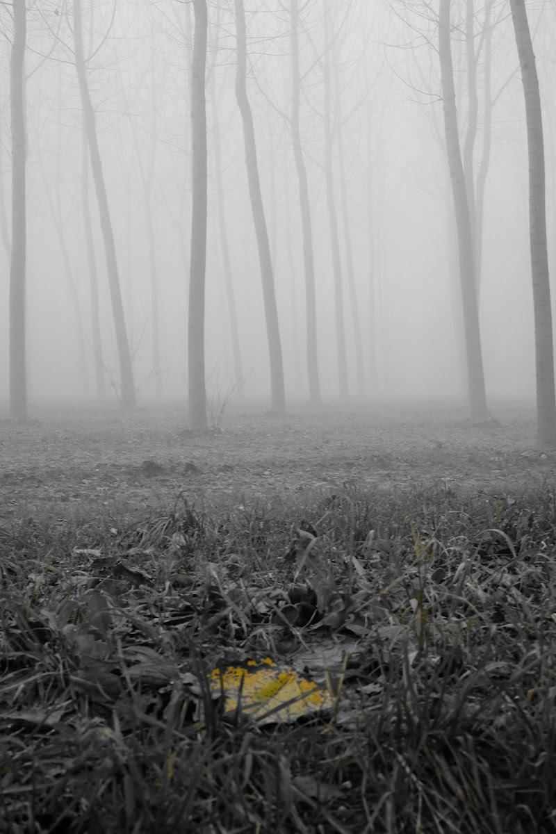 Una nota di colore in un bosco nebbioso. di FANTASY