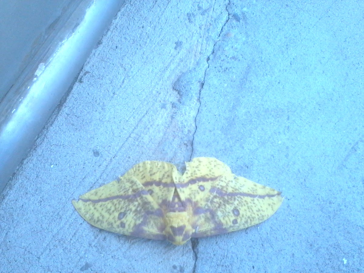 Imperial moth