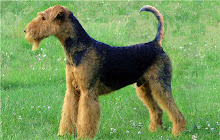 Airedale Terrier Themes & New Tab small promo image