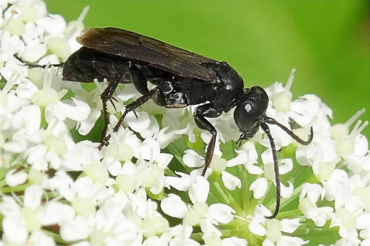 Black Spider Wasp