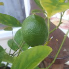 Meyer lemon