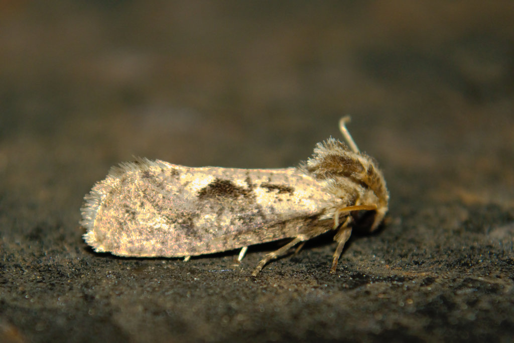 Clemens' Grass Tubeworm Moth