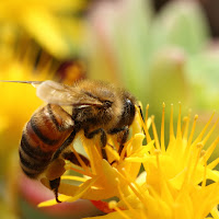 Ape su Fiore di 