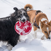 Giochi sulla neve  di 