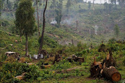 A file photo shows Congolese women producing charcoal from cutting down woodland in the hills of Masisi territory near Kitchanga in the Democratic Republic of Congo's North Kivu province.