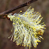 Goat willow