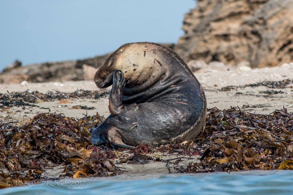 Australian sea lion