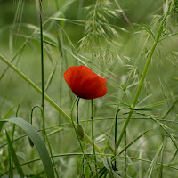 La delicatezza della primavera. di 