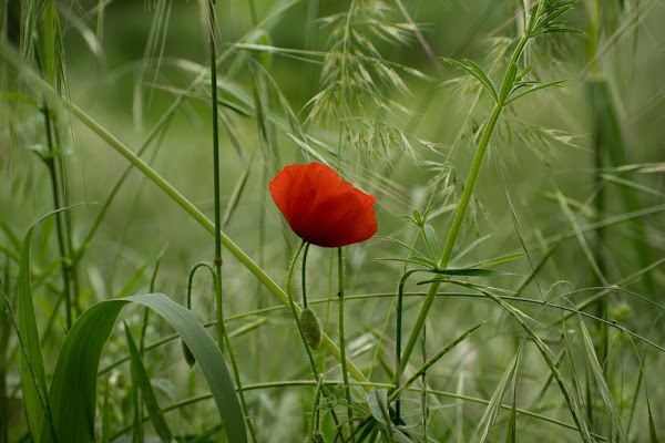 La delicatezza della primavera. di photoday03