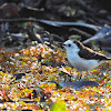 Lavadeira-de-cara-branca (Black-backed Water-Tyrant)