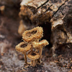 Lentinus Mushroom