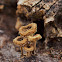 Lentinus Mushroom