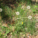 Common Dandelion