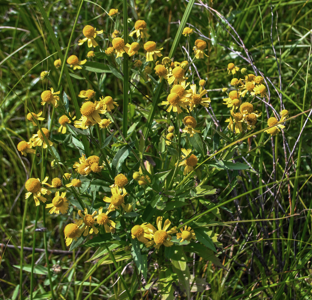 Common Sneezeweed