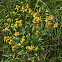 Common Sneezeweed