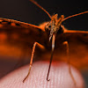 Meadow Fritillary