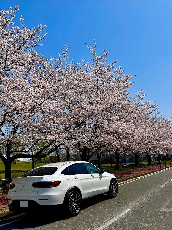 GLCクーペの桜と愛車に関するカスタム事例の投稿画像2枚目