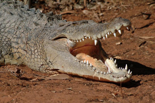 Saltwater crocodile (Crocodylus porosus), Australia