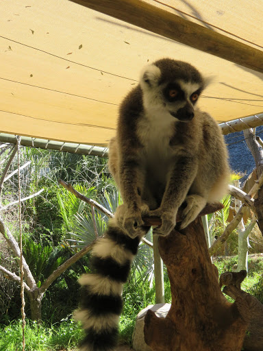 Crocs & Lemurs South Africa 2017