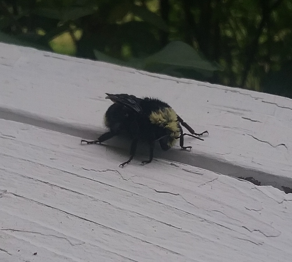 bumblebee