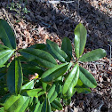 magnolia tree