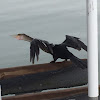 Anhinga