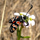 Zygaena