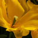 Yellow tulips